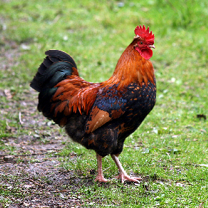 cock