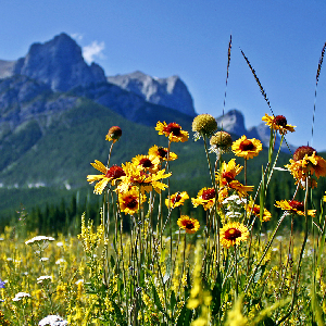 yellow, green, blue