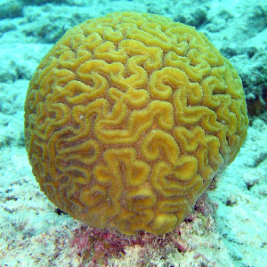 coral