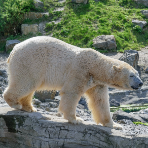 Beruang Putih