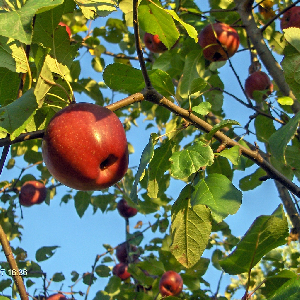 elma ağacı