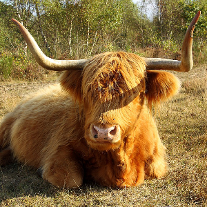 vache